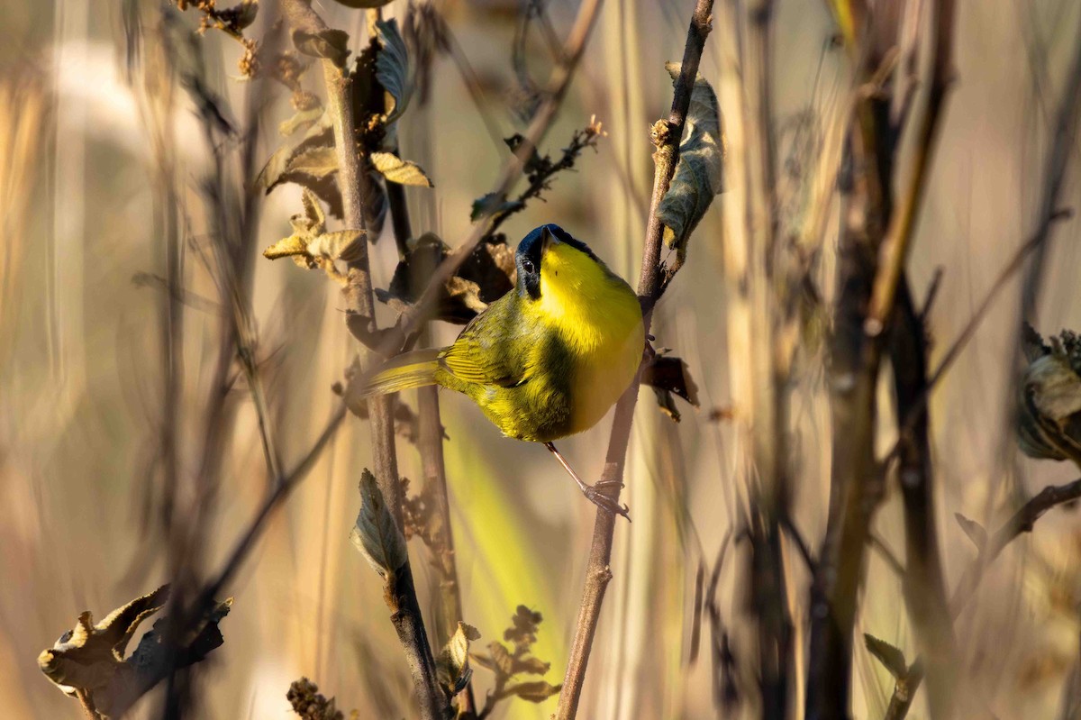 Southern Yellowthroat - ML645160095