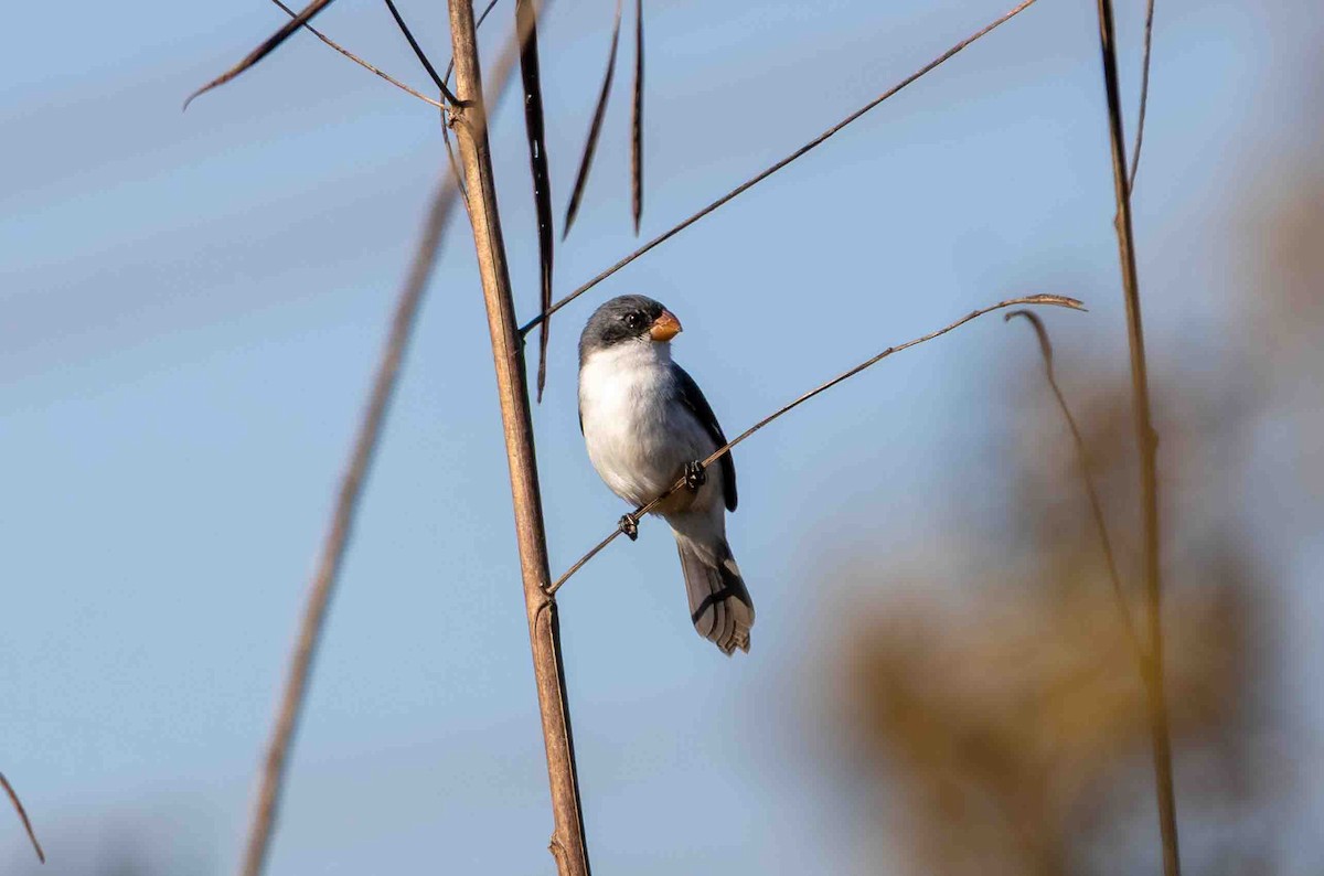 White-bellied Seedeater - ML645160097