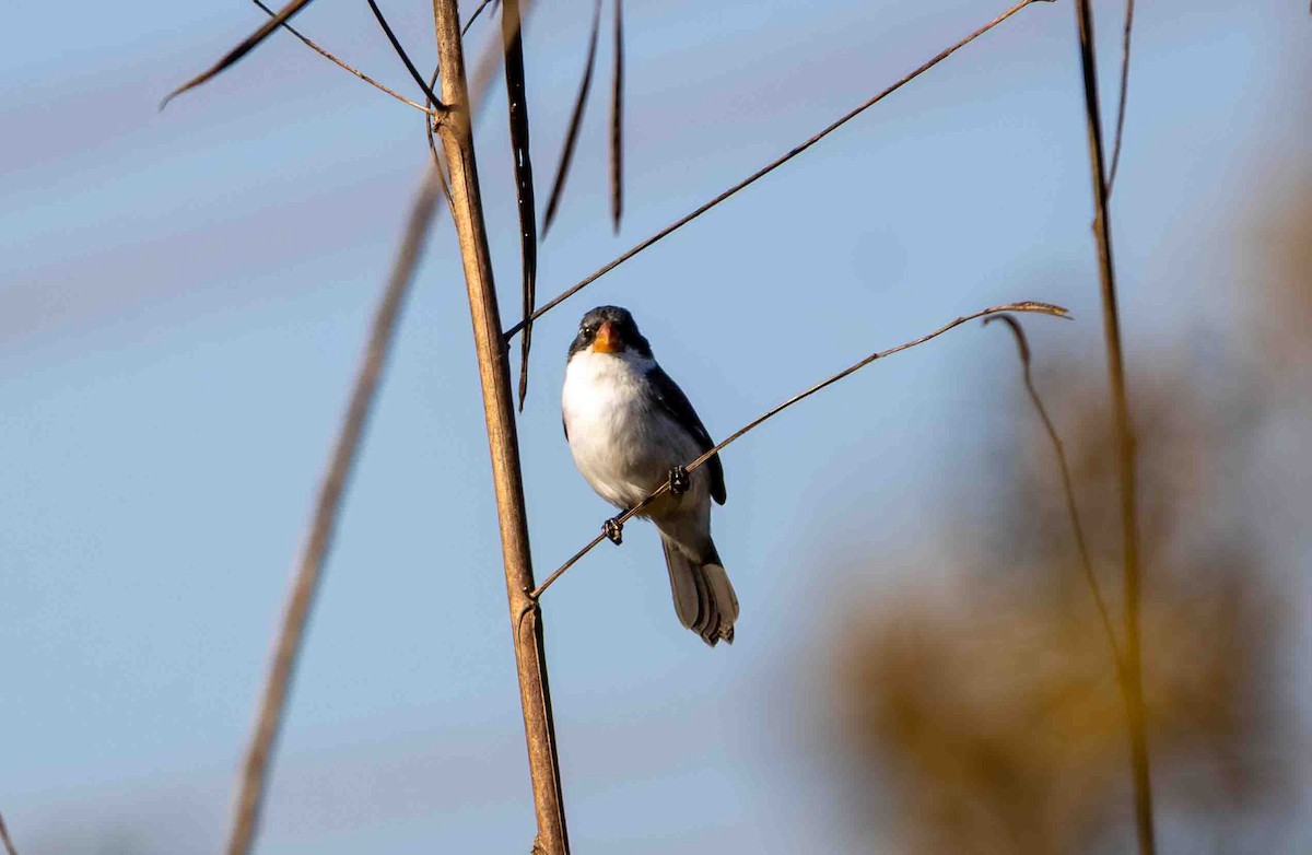 White-bellied Seedeater - ML645160098