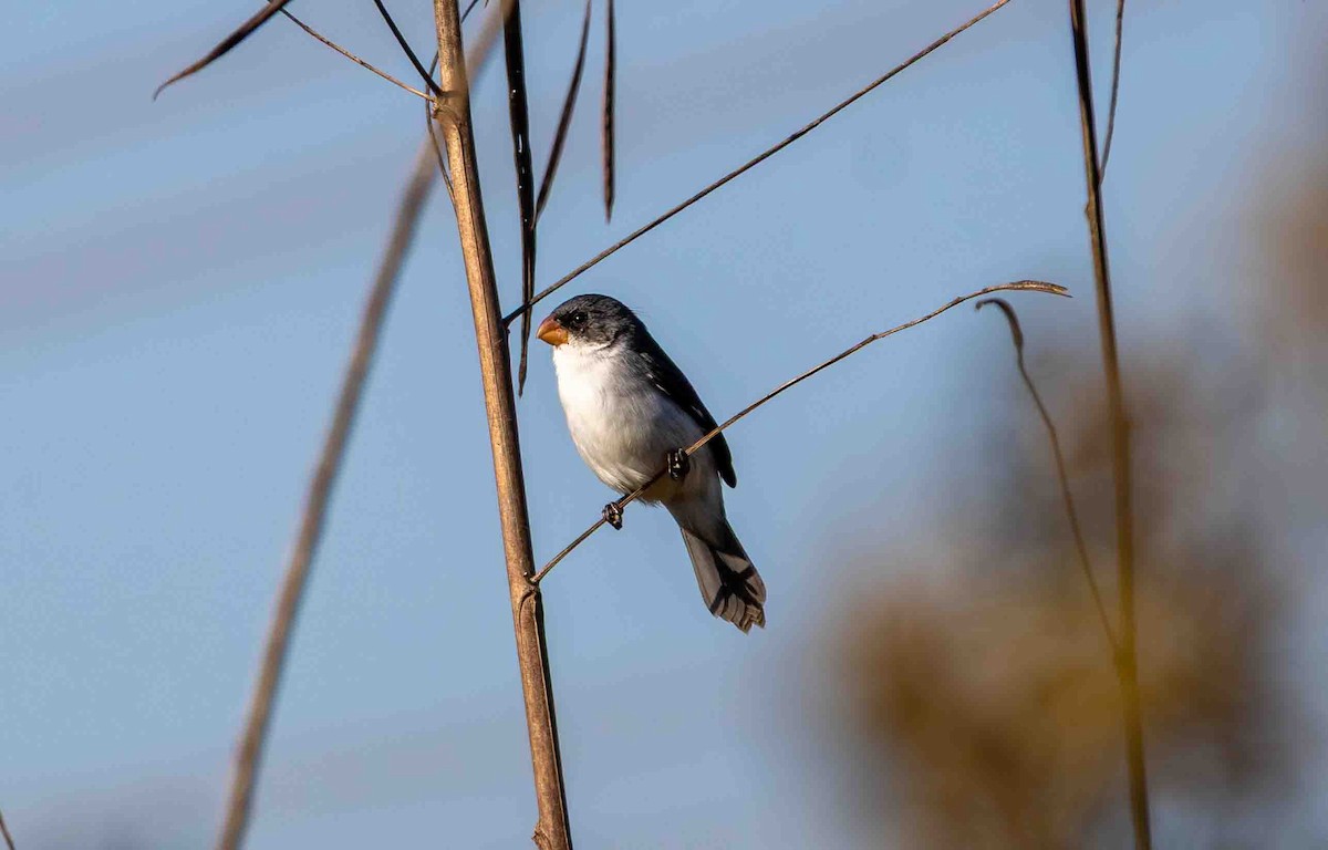 White-bellied Seedeater - ML645160099