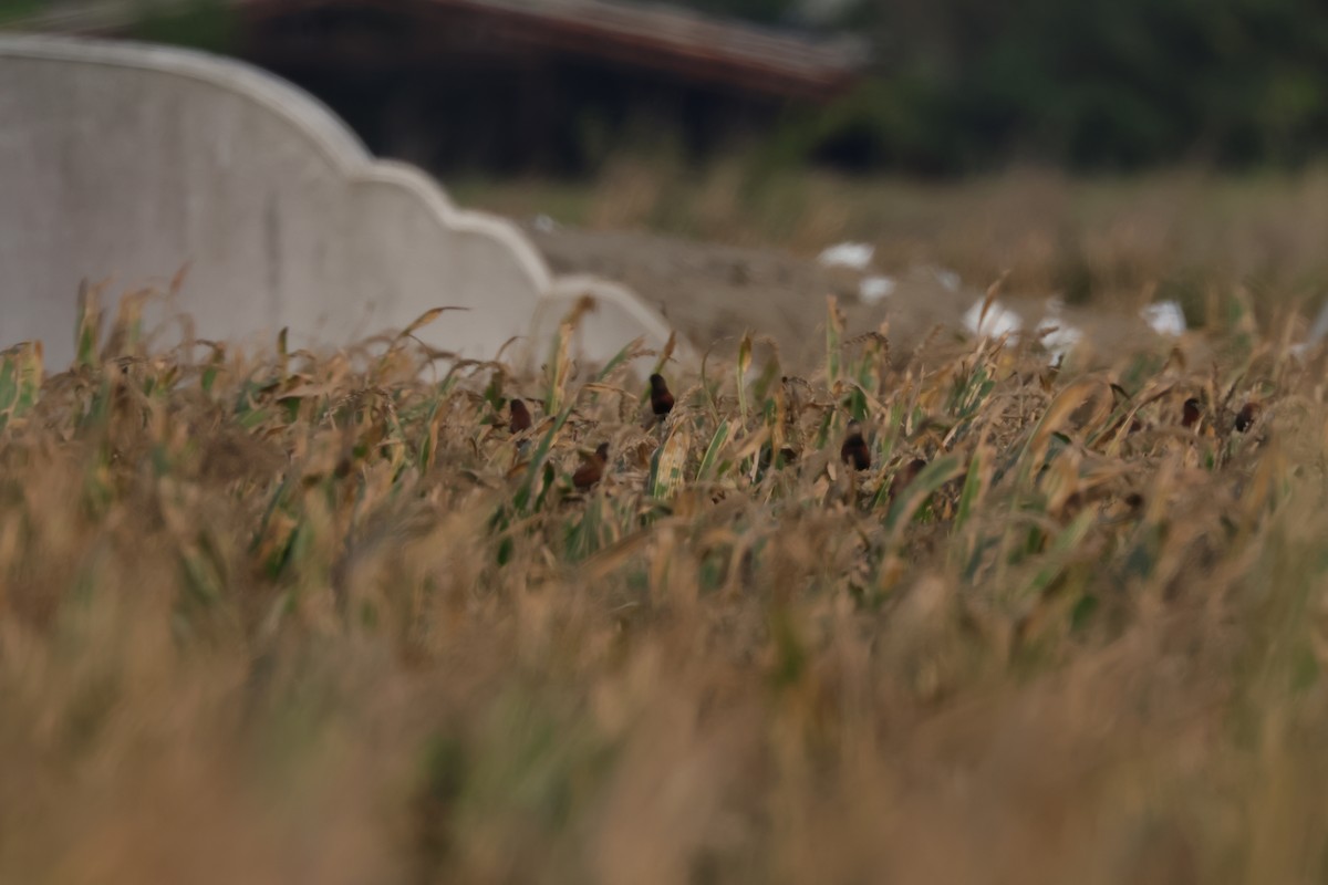 Chestnut Munia - ML645160100