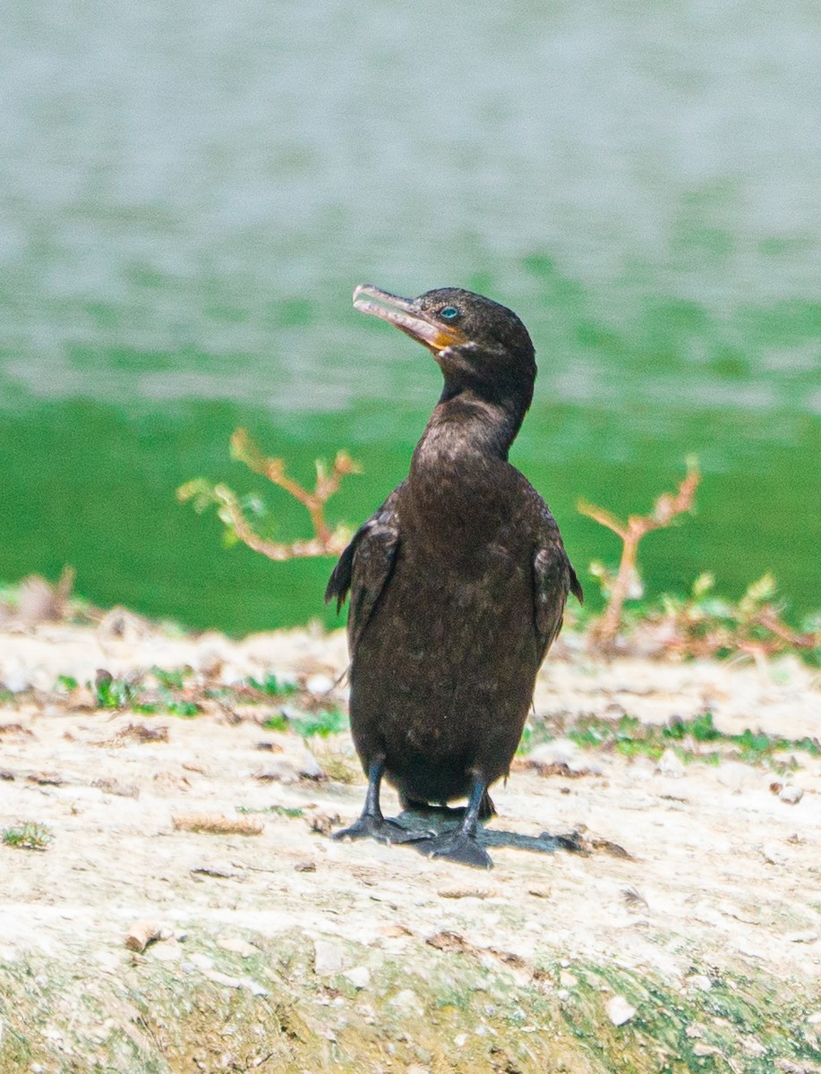 Neotropic Cormorant - ML645160107