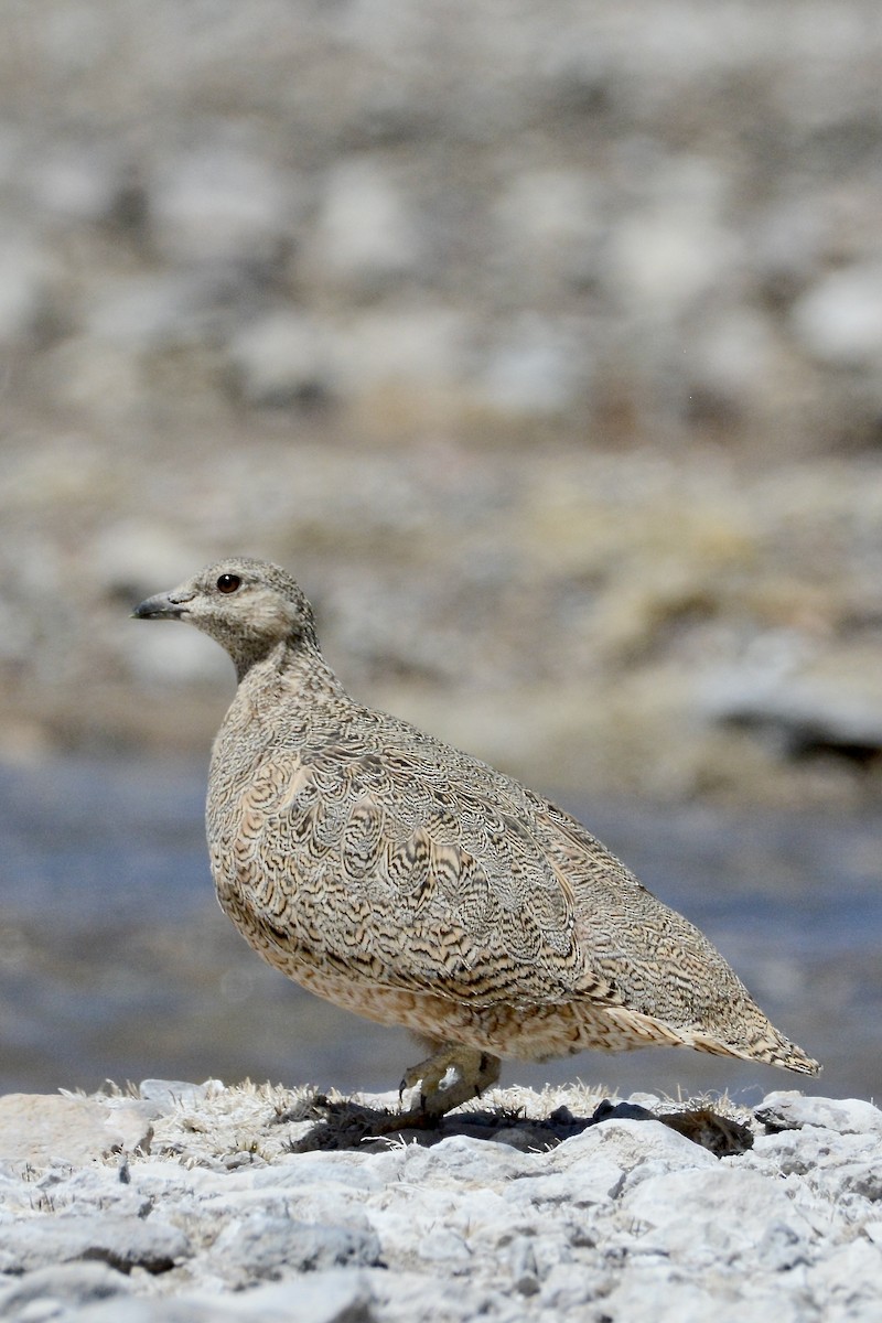 Rufous-bellied Seedsnipe - ML645160116