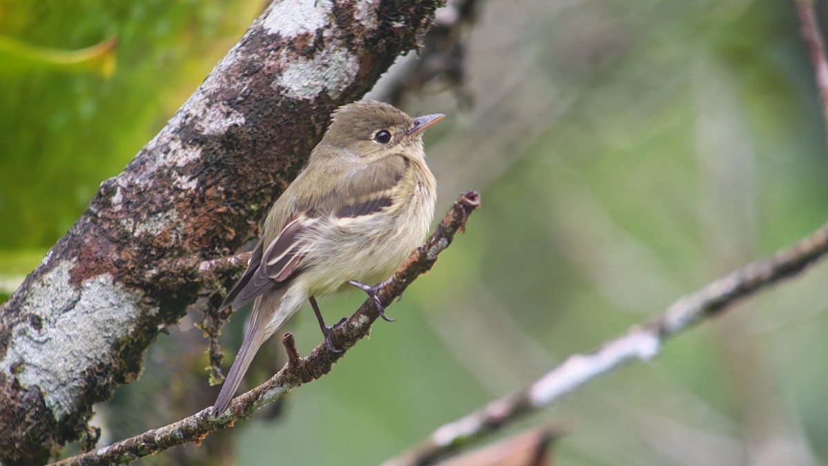 Yellow-bellied Flycatcher - ML645160127