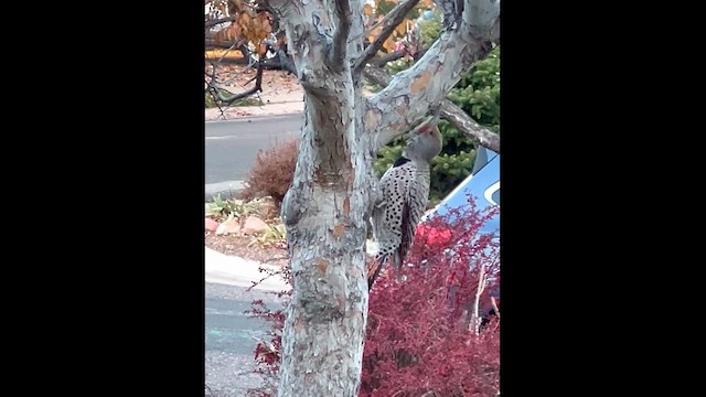 Altın Ağaçkakan - ML645160132