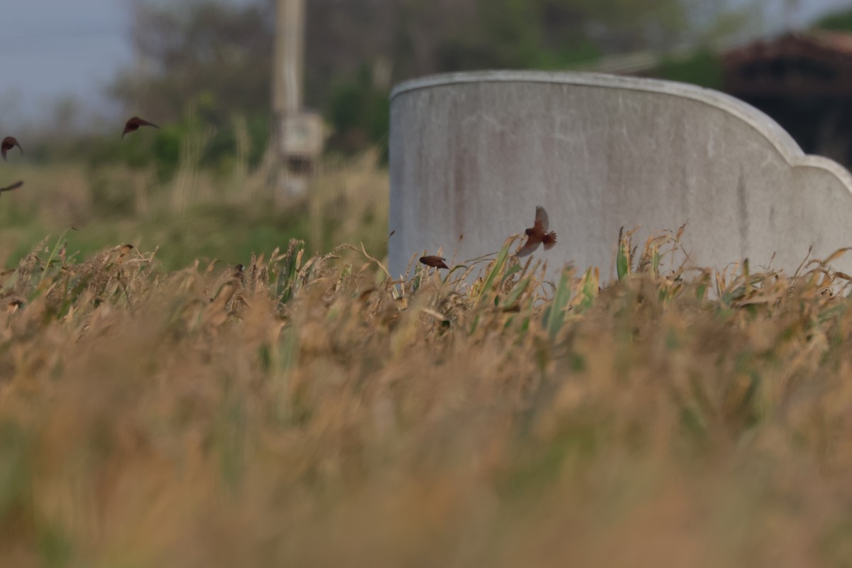 Chestnut Munia - ML645160133