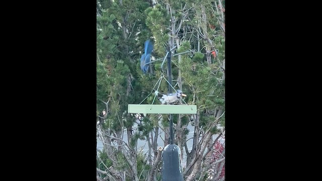 Woodhouse Çalı Kargası - ML645160138