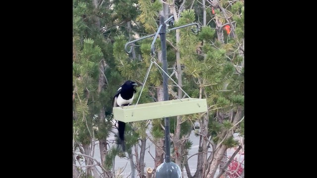 Kara Gagalı Saksağan - ML645160155