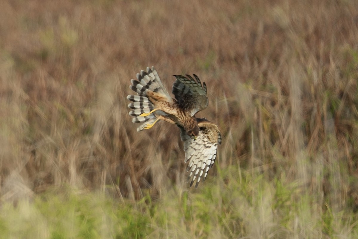 Northern Harrier - ML645160161