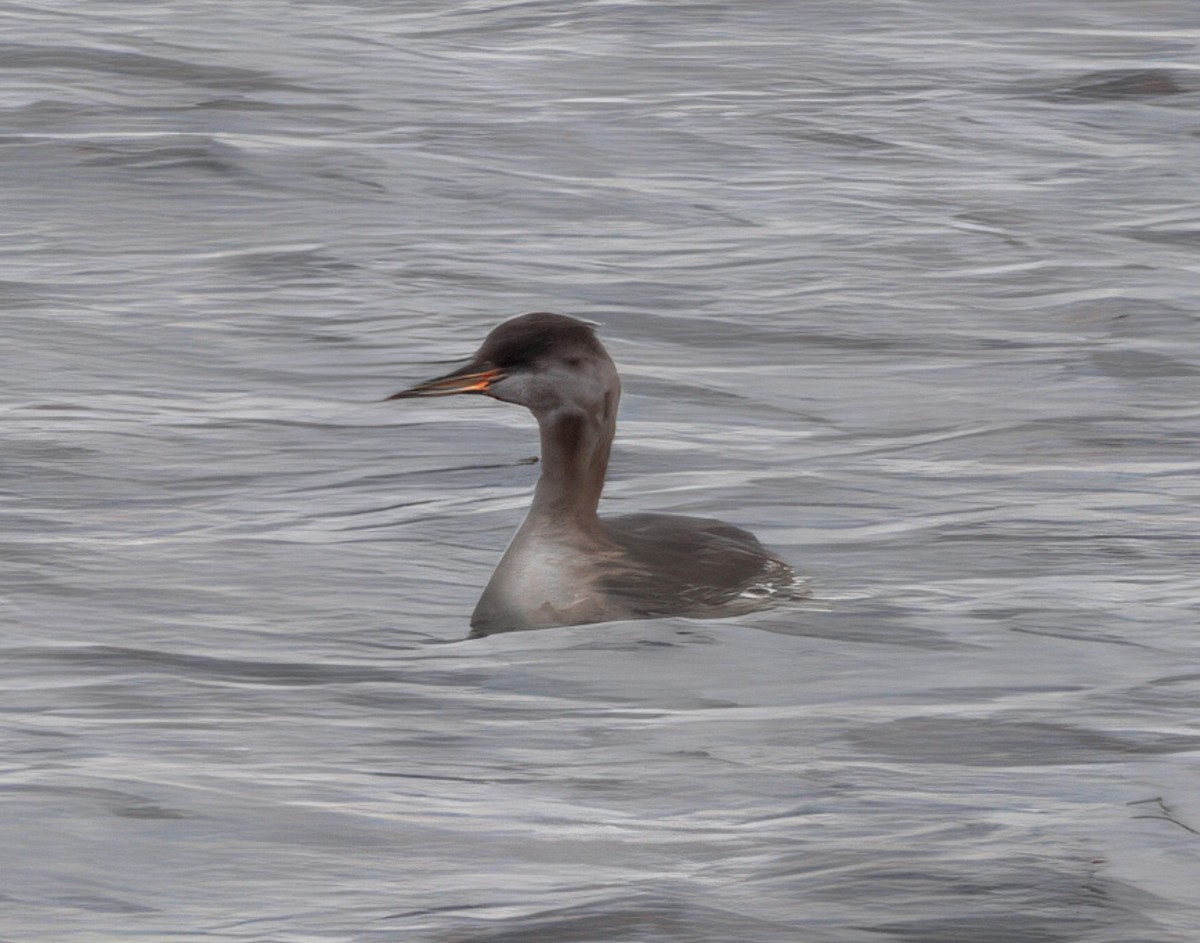 Red-necked Grebe - ML645160162