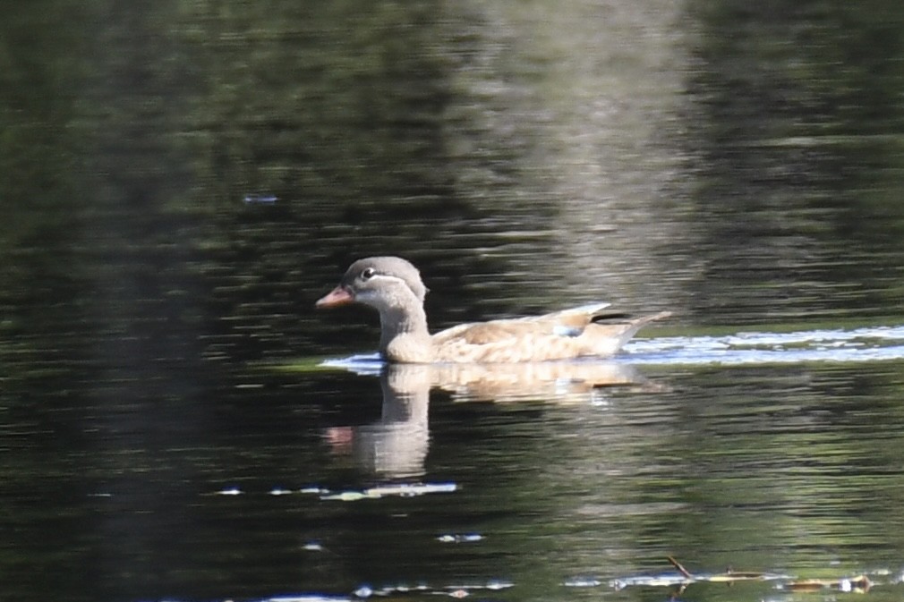 mandarinand - ML645160231