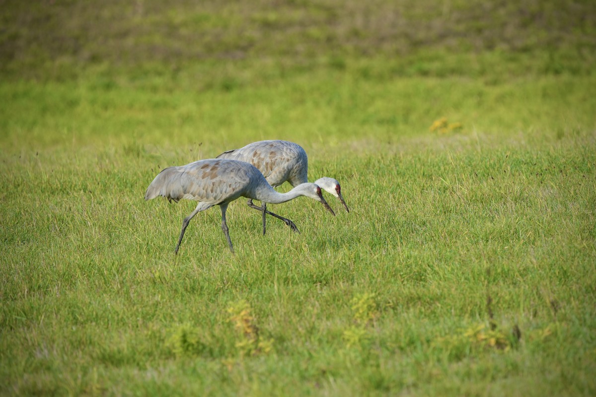 Sandhill Crane - ML645160234