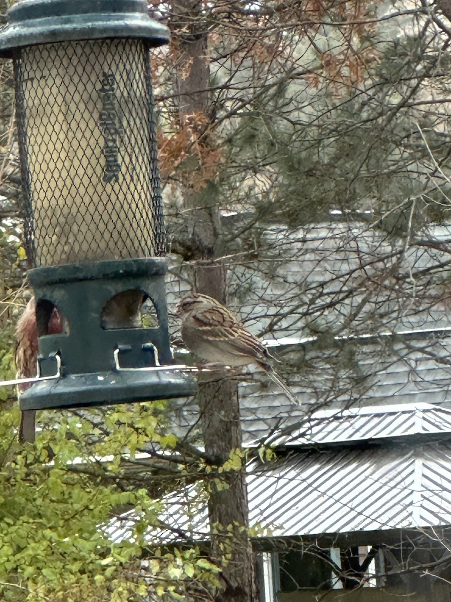 Chipping Sparrow - ML645160242