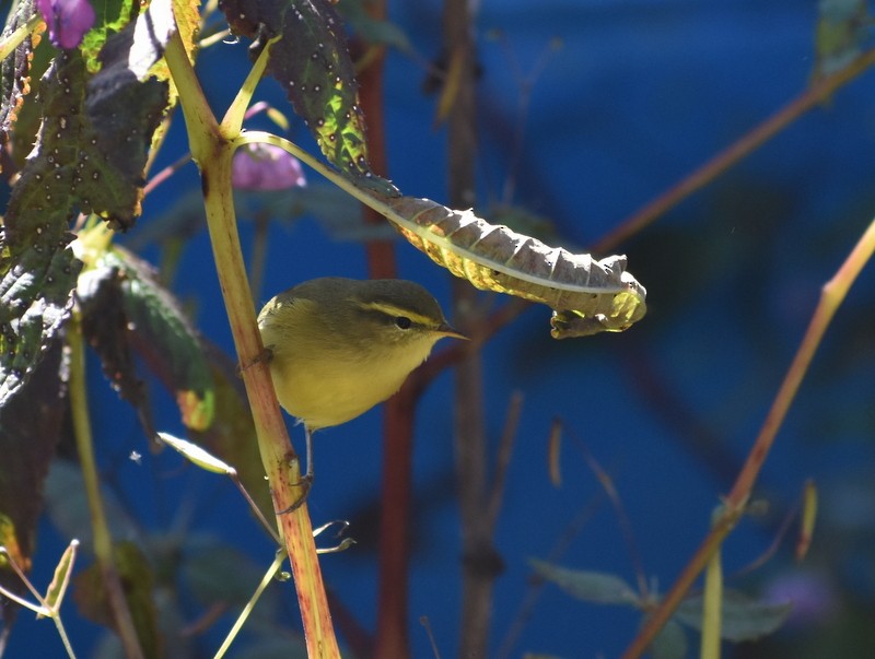 Tickell Çıvgını - ML645160243