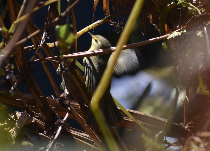 Tickell Çıvgını - ML645160244