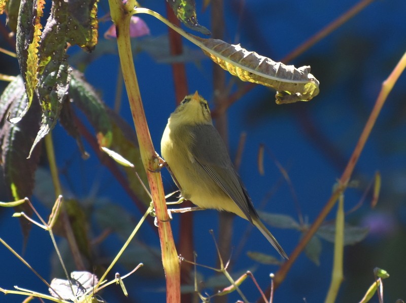 Tickell Çıvgını - ML645160245