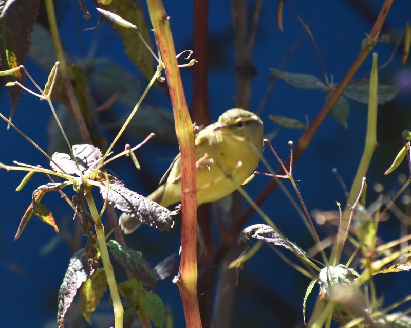 Tickell Çıvgını - ML645160246