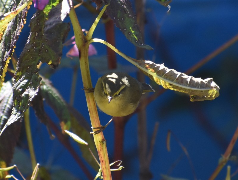 Tickell Çıvgını - ML645160247