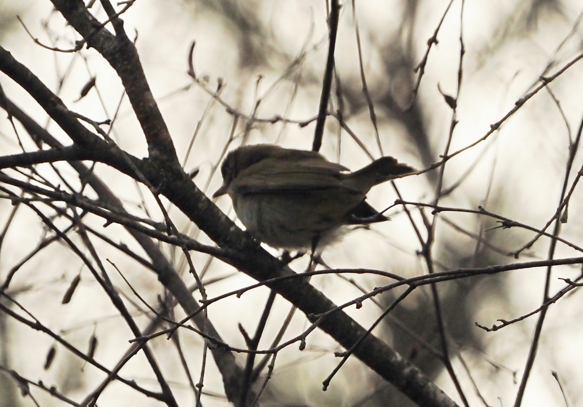 Красноглазый виреон - ML645160251