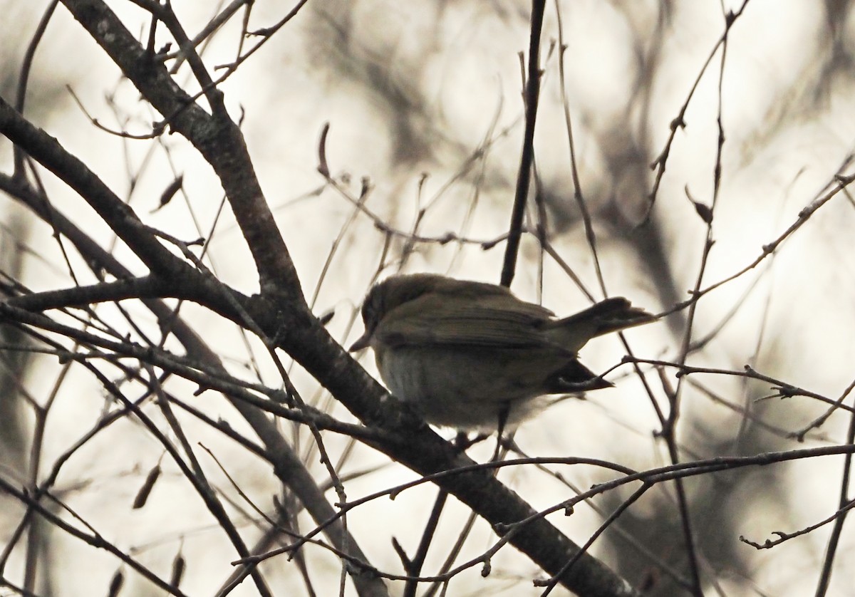 Красноглазый виреон - ML645160252