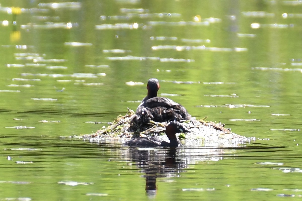 dvergdykker - ML645160263