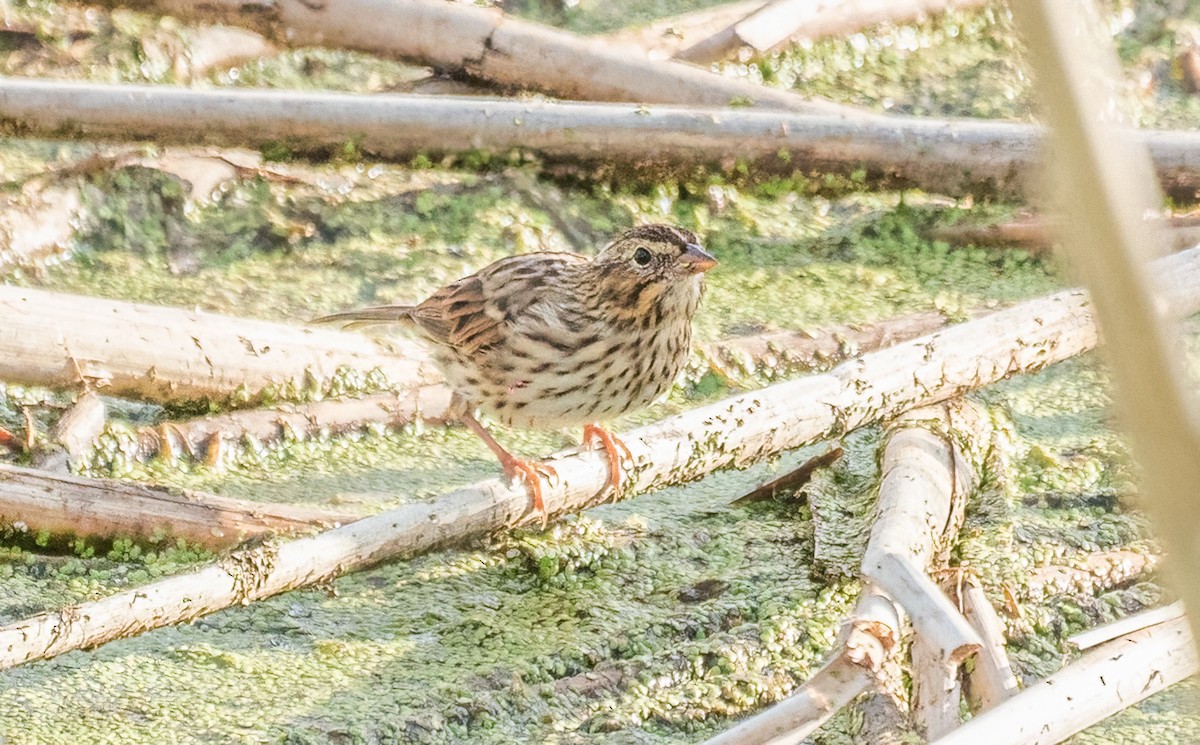 Savannah Sparrow - ML645160264