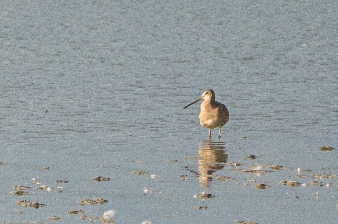 Short-billed Dowitcher - ML645160273