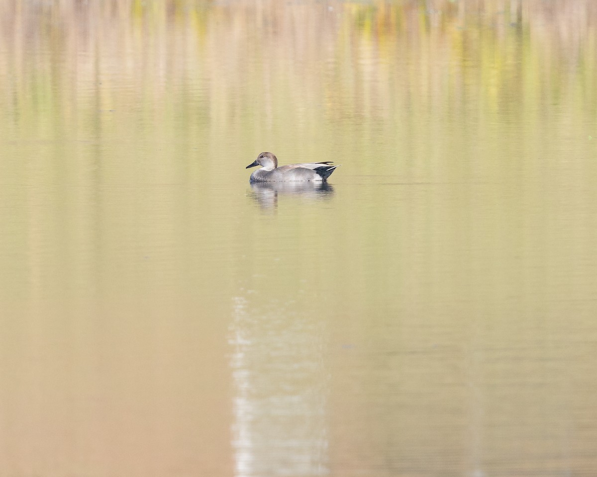 kopřivka obecná - ML645160283