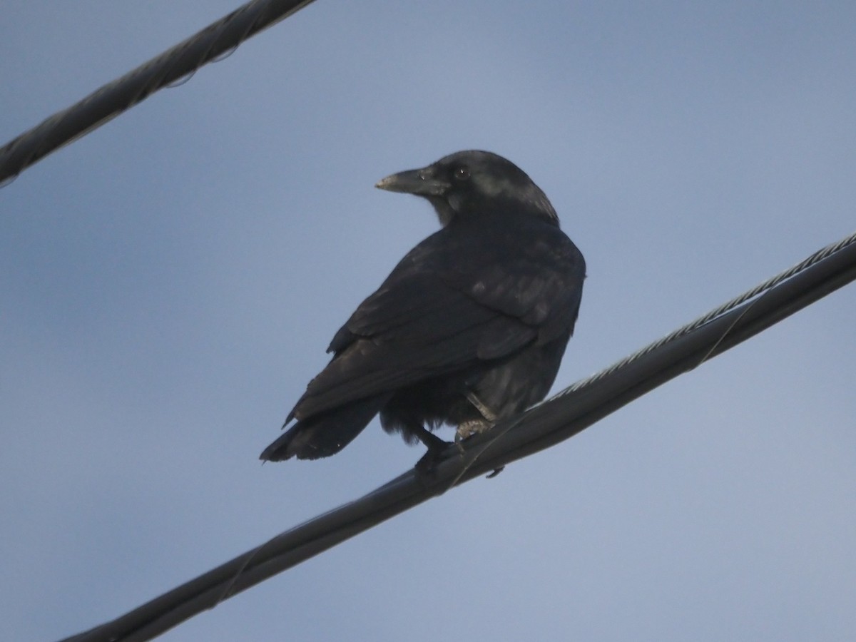 American Crow - ML645160285