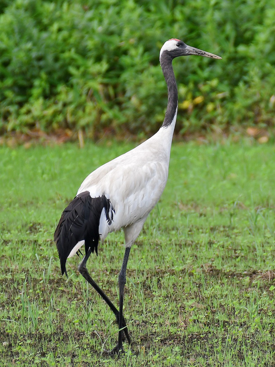 Mandschurenkranich - ML645160296