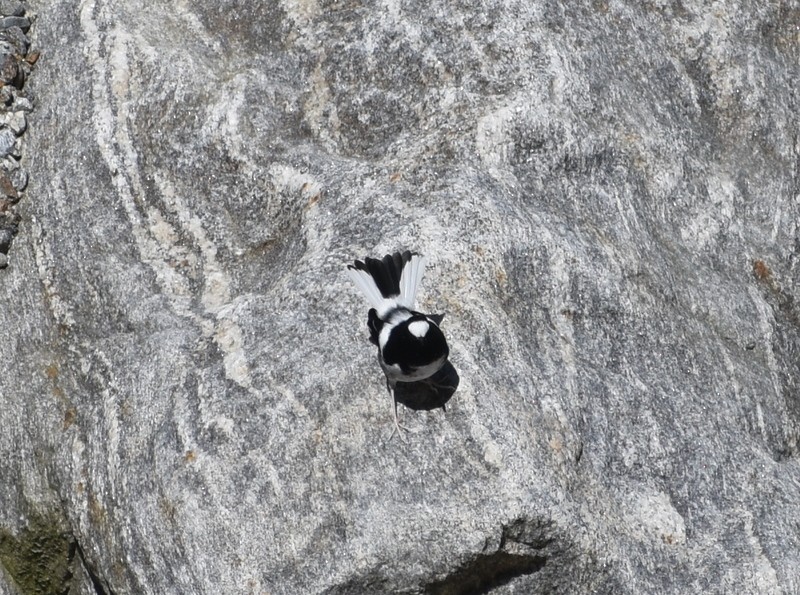 Little Forktail - ML645160315