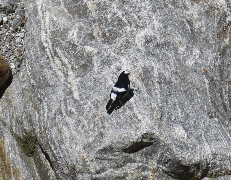 Little Forktail - ML645160316