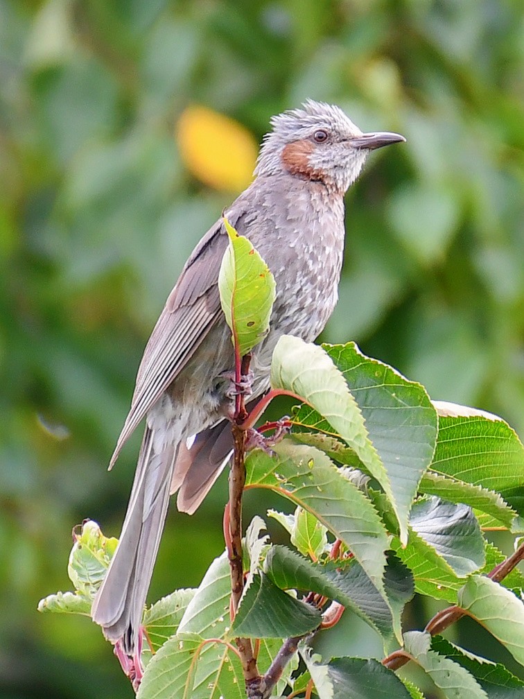 brunørebylbyl - ML645160319