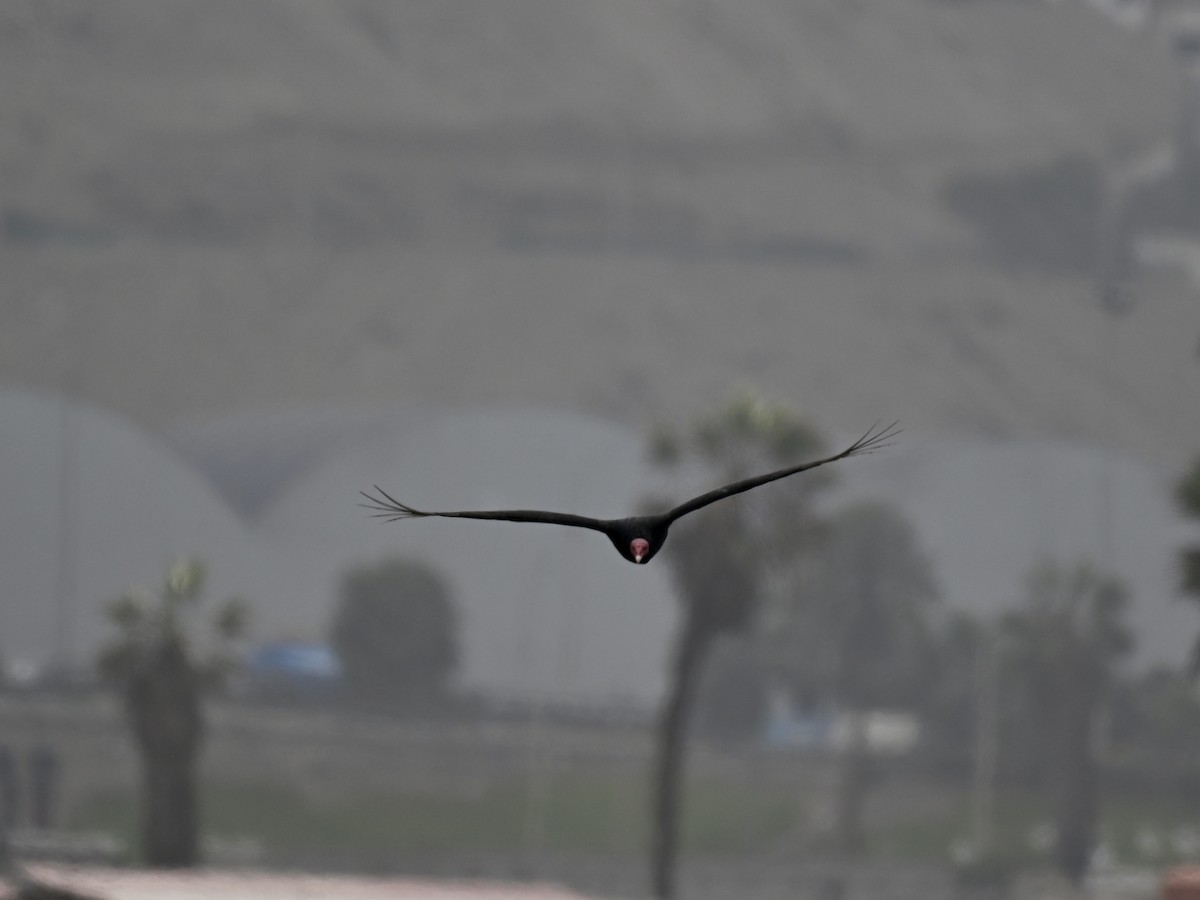 Turkey Vulture - ML645160324