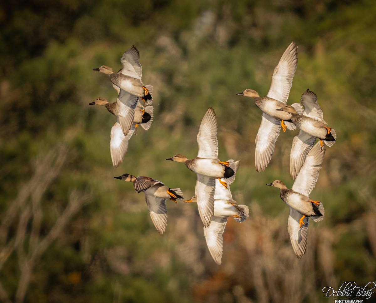 kopřivka obecná - ML645160364