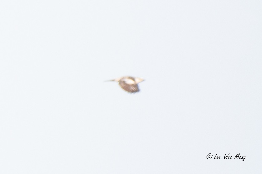 špaček čínský - ML645160365