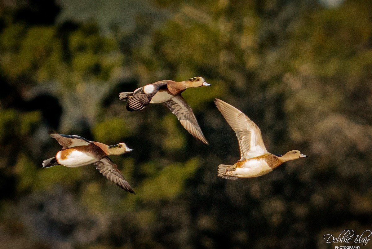 American Wigeon - ML645160369