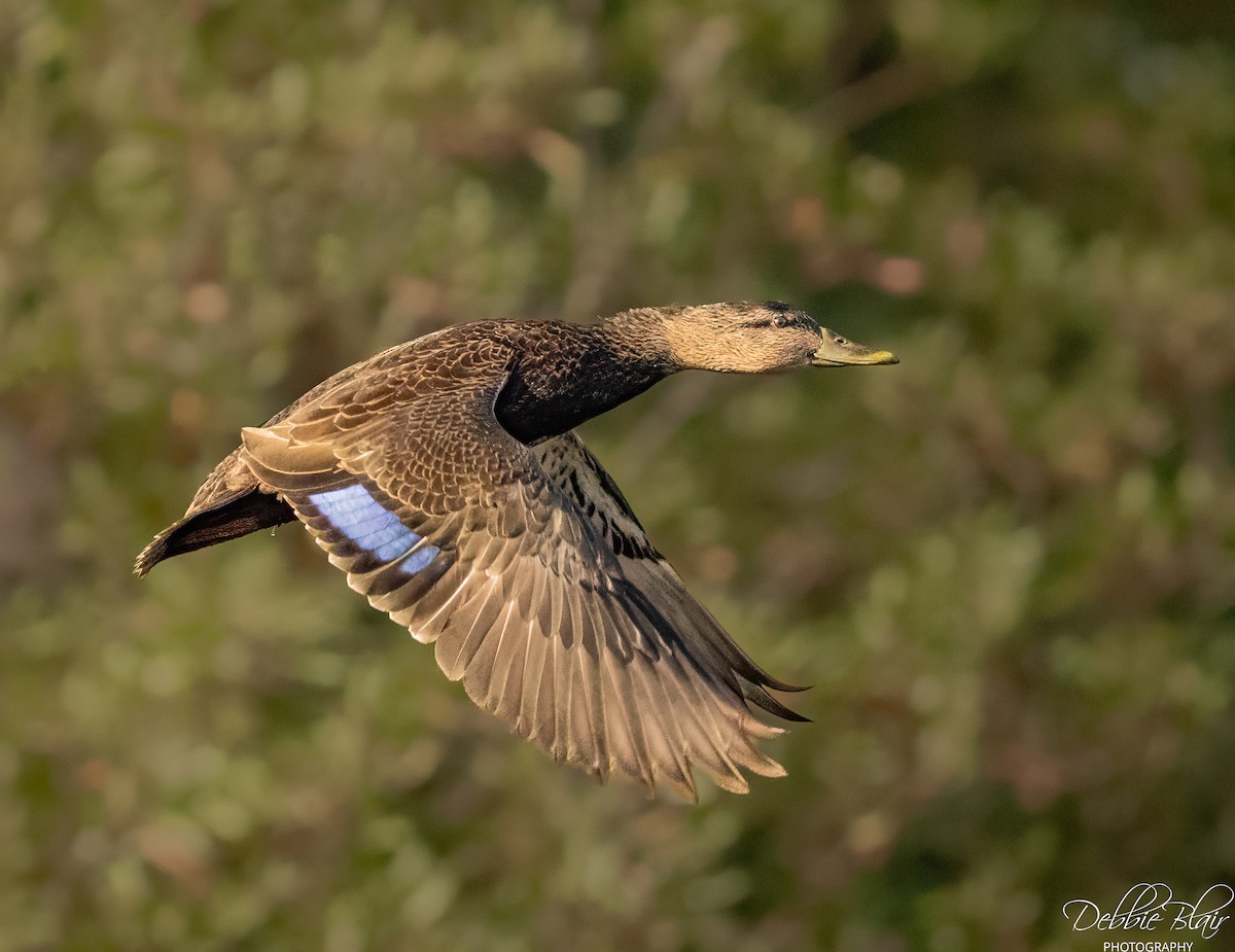 American Black Duck - ML645160373
