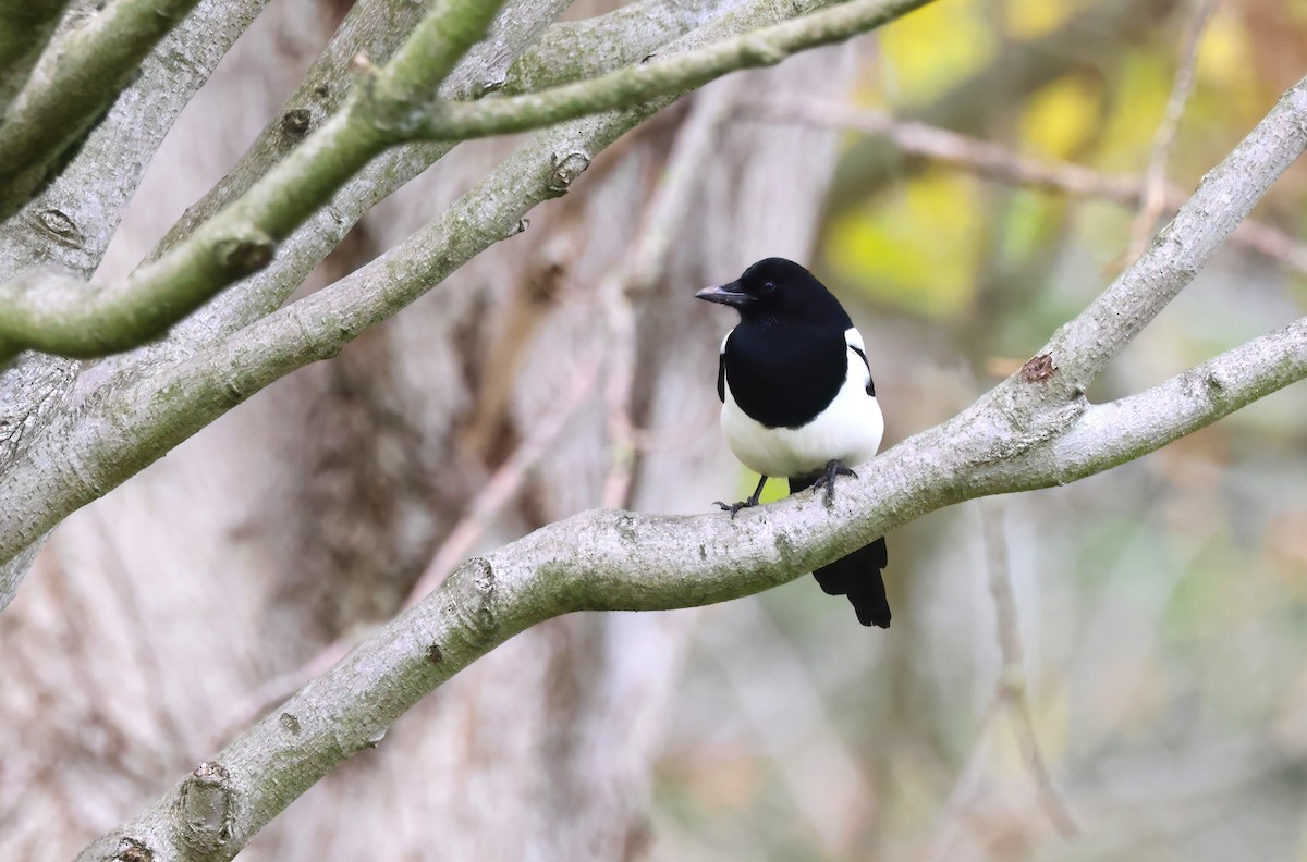 Eurasian Magpie - ML645160374