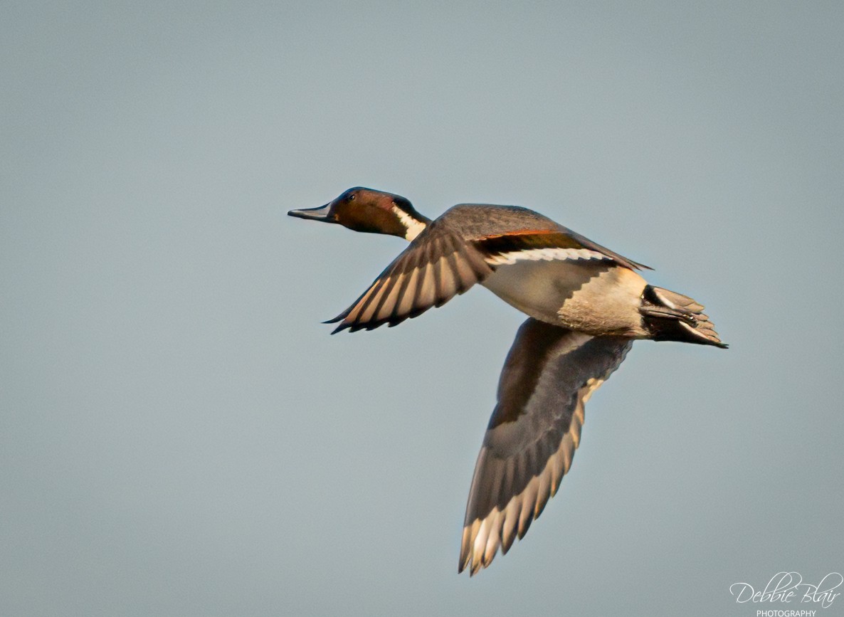Northern Pintail - ML645160381