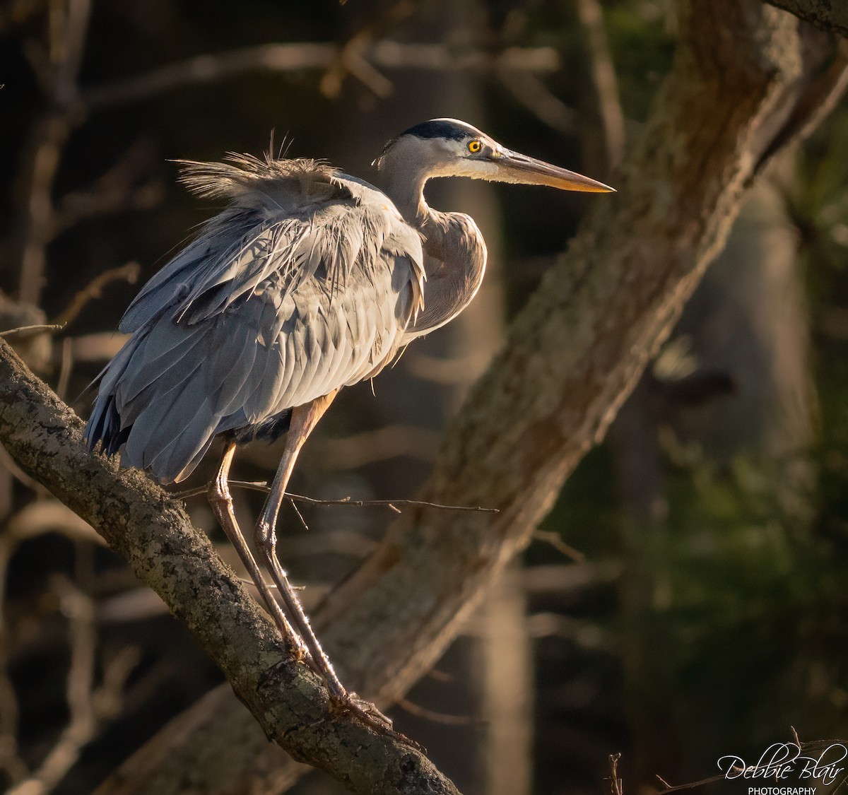 Great Blue Heron - ML645160384