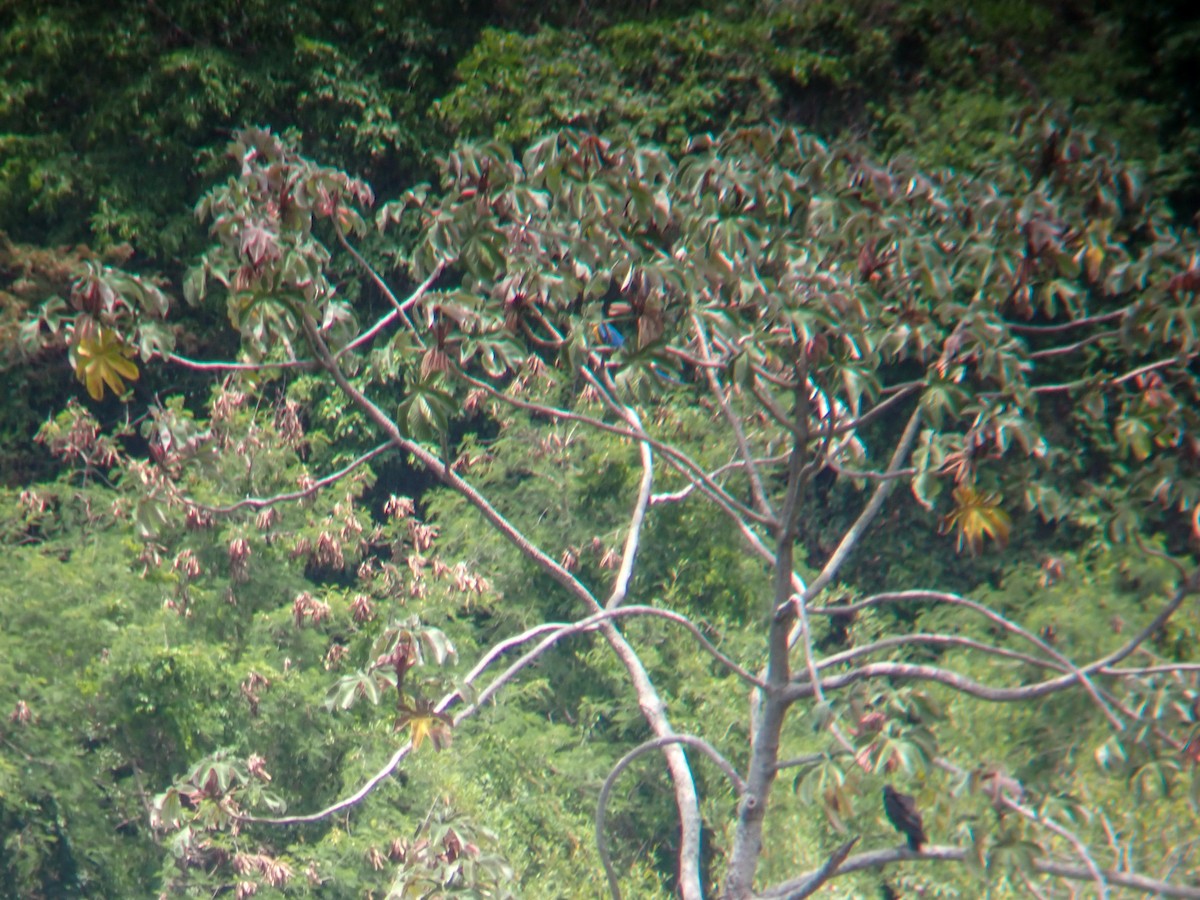 Blue-and-yellow Macaw - ML645160393