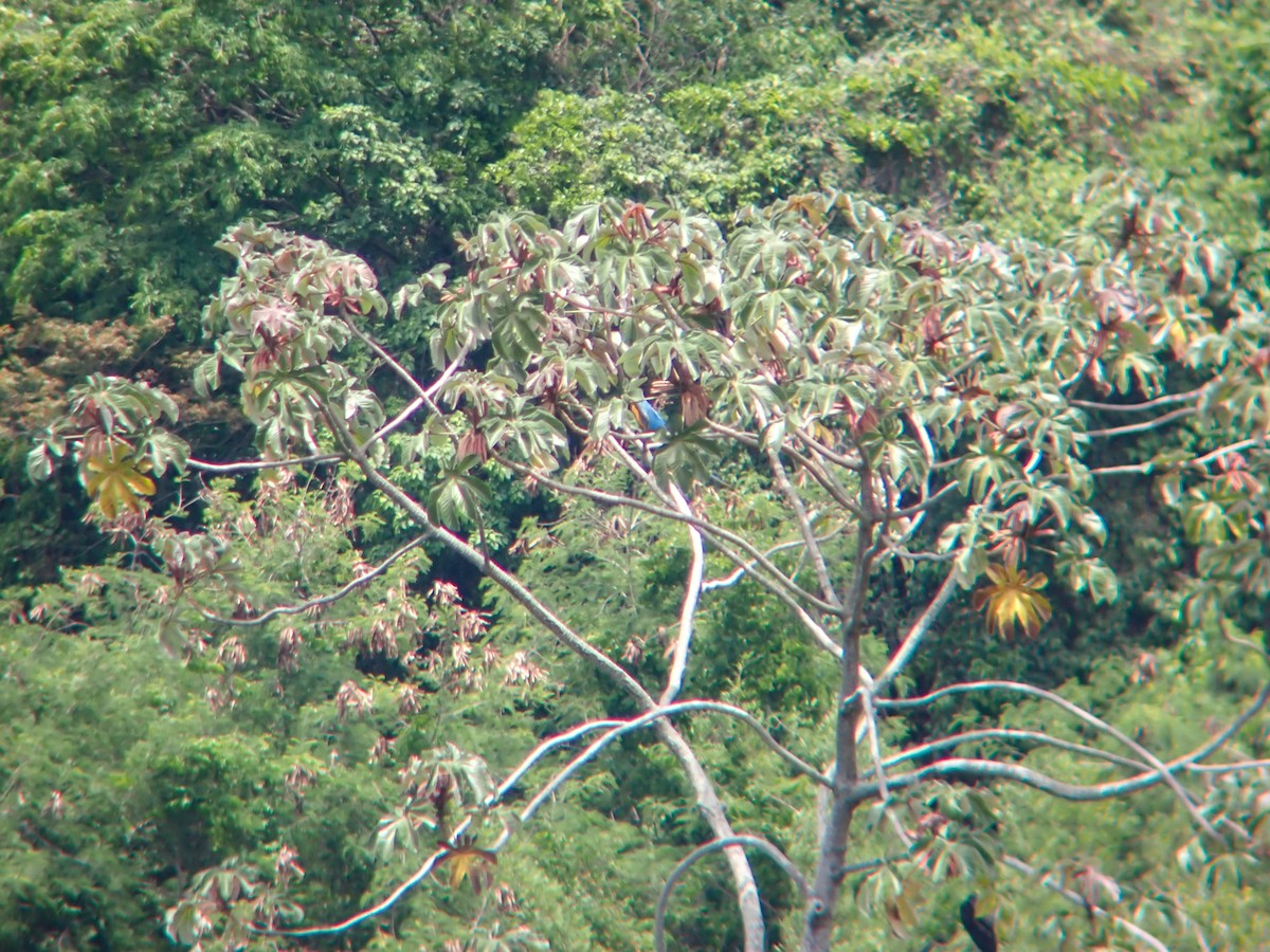 Blue-and-yellow Macaw - ML645160396