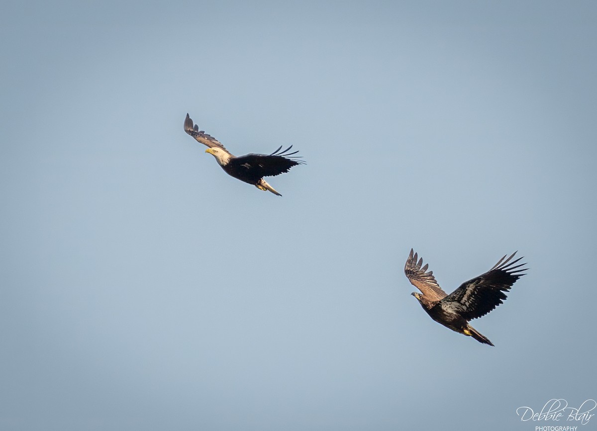 Bald Eagle - ML645160403