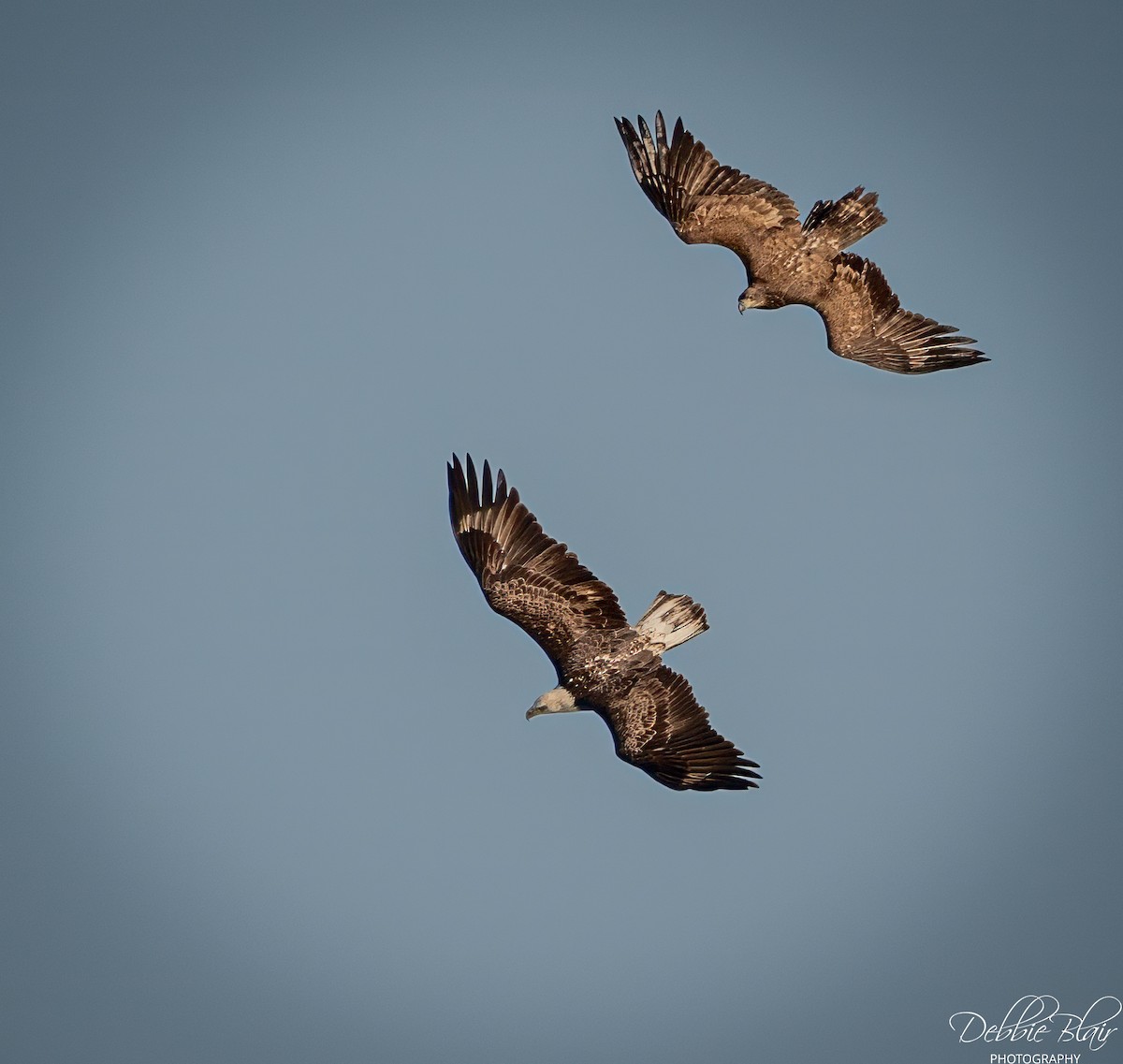 Bald Eagle - ML645160404