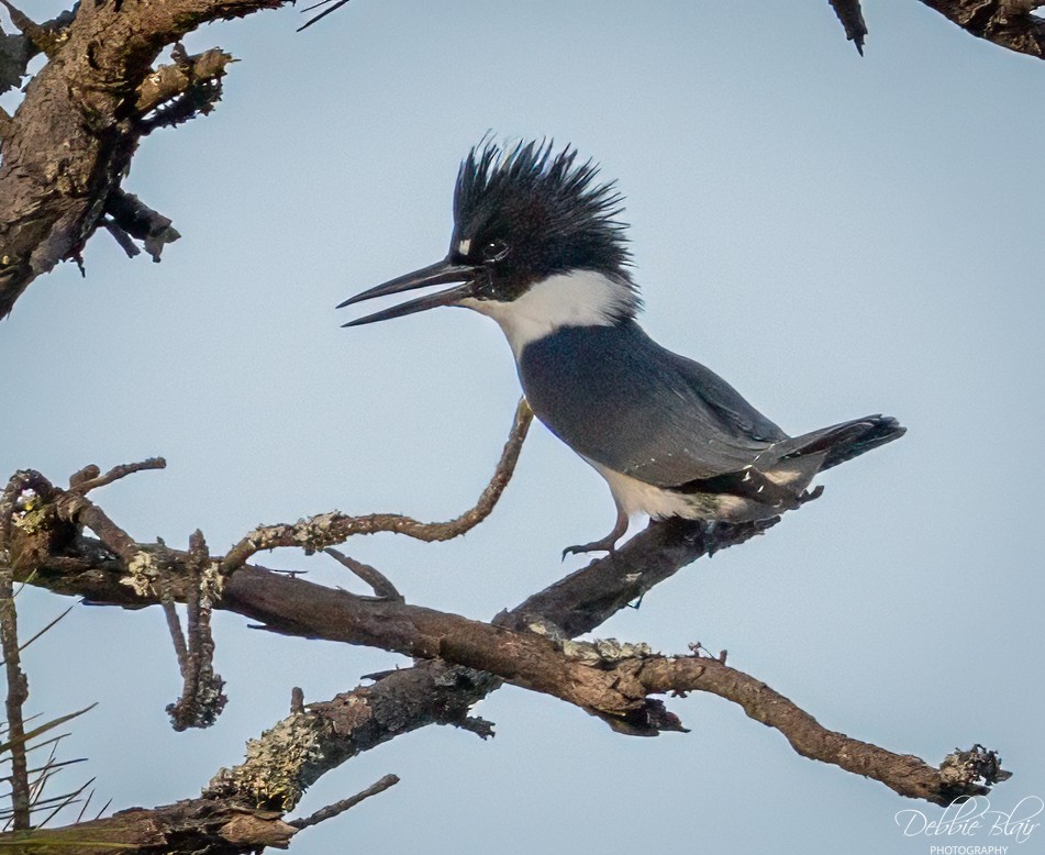 Belted Kingfisher - ML645160410