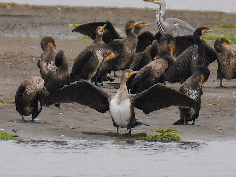 storskarv - ML645160411