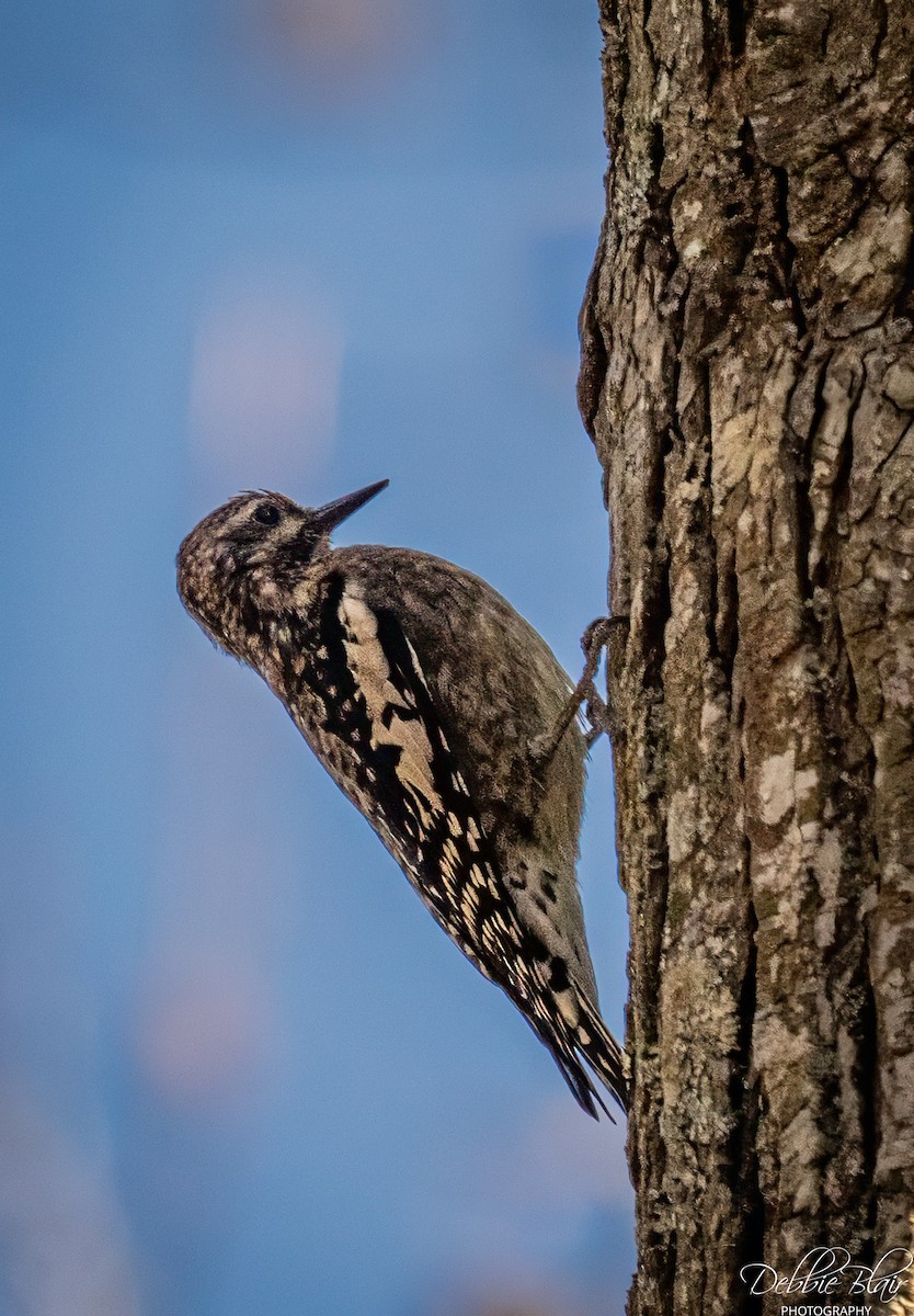 Yellow-bellied Sapsucker - ML645160414