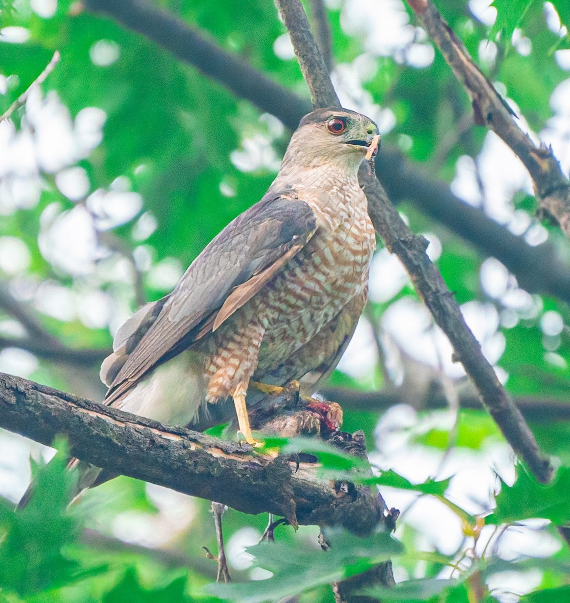 Cooper's Hawk - ML645160415