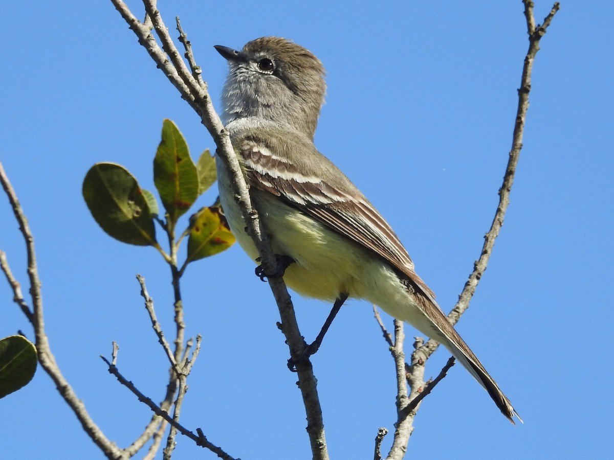 Southern Scrub-Flycatcher - ML645160418